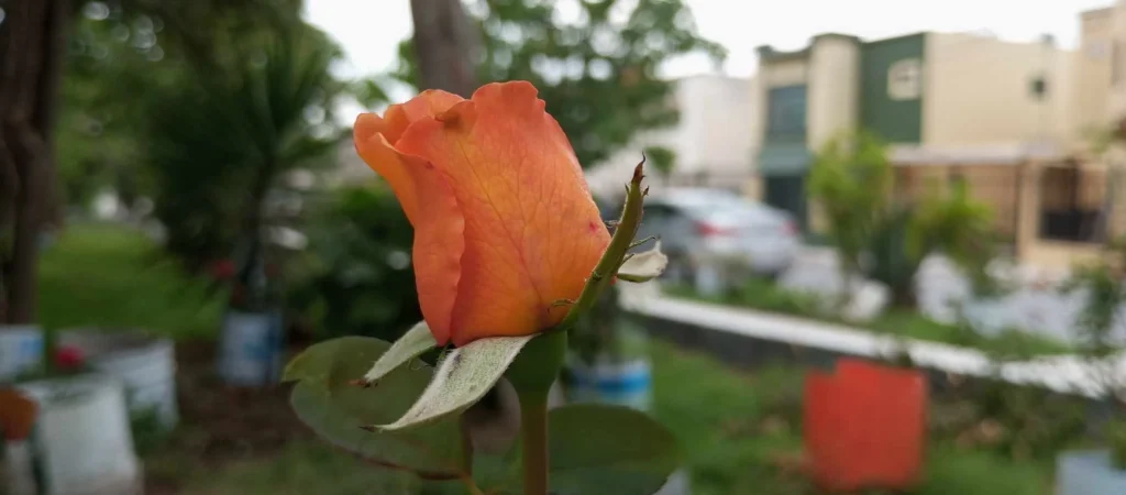 Denuncia don Máximo Vera robo de rosales en parque que ha reforestado en Reynosa 7 859068332 2305200173610798 1024398849194435309 n