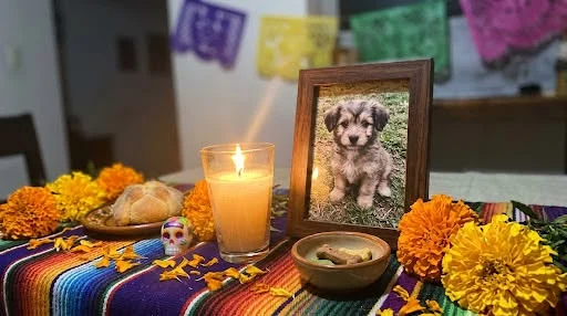 Invitan a conmemorar Día de las Mascotas Fallecidas 2 862613315 1439452344965471 6741650715500870091 n
