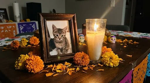Invitan a conmemorar Día de las Mascotas Fallecidas 1 Ofrenda con fotografías y flores en honor al Día de las Mascotas Fallecidas.