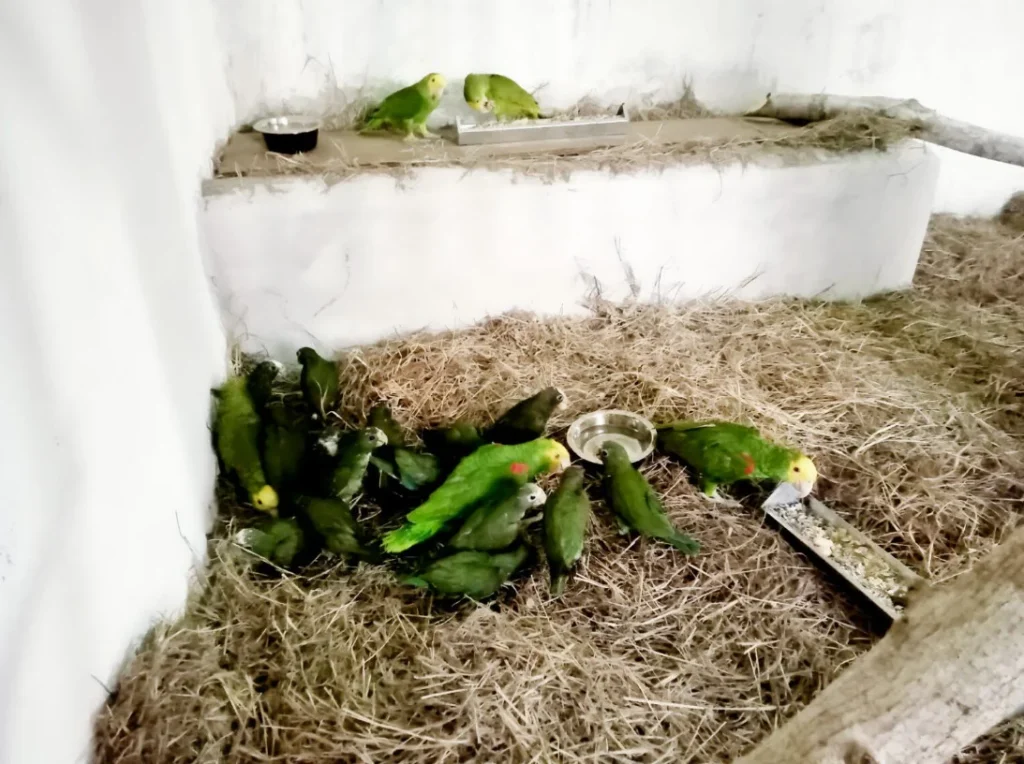 Decomisan 26 loros que eran transportados de manera ilegal en Texas 2 Exposición de loros repatriados a México tras decomiso en Texas.
