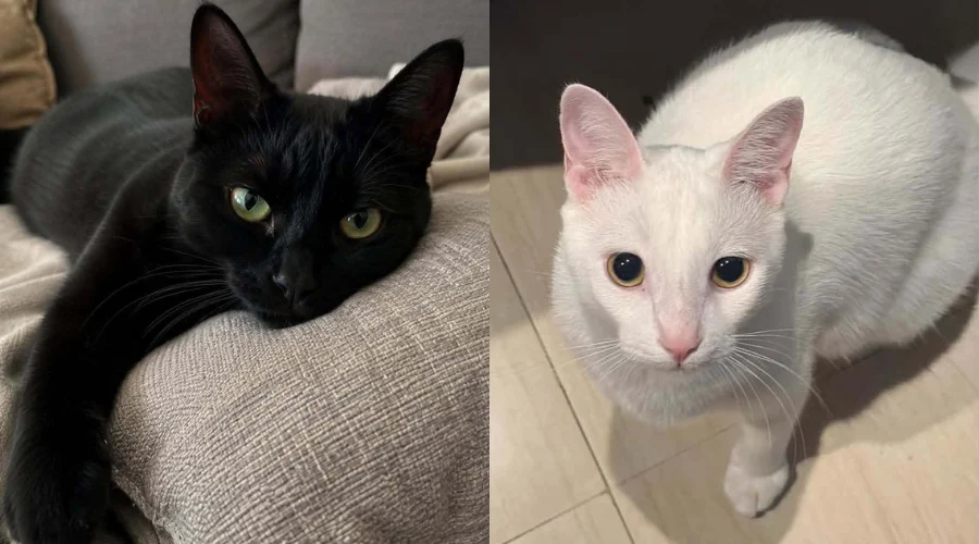 adopcion-de-gatitos-dia-brujas Un refugio suspende la adopción de gatitos negros y blancos durante el mes de octubre.