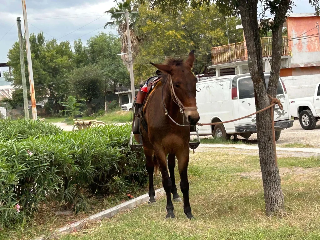 Cabalgata por San Judas Tadeo reúne a 150 corceles (VIDEO) 2 cabalgata san judas tadeo 22