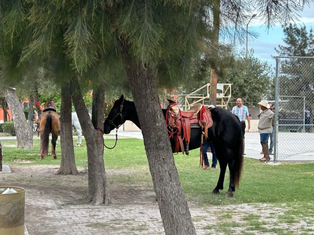 Cabalgata por San Judas Tadeo reúne a 150 corceles (VIDEO) 1 cabalgata san judas tadeo 33