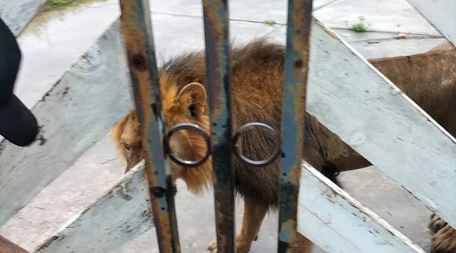 capturan-leon-matamoros Personal especializado en el área donde capturan león en Matamoros