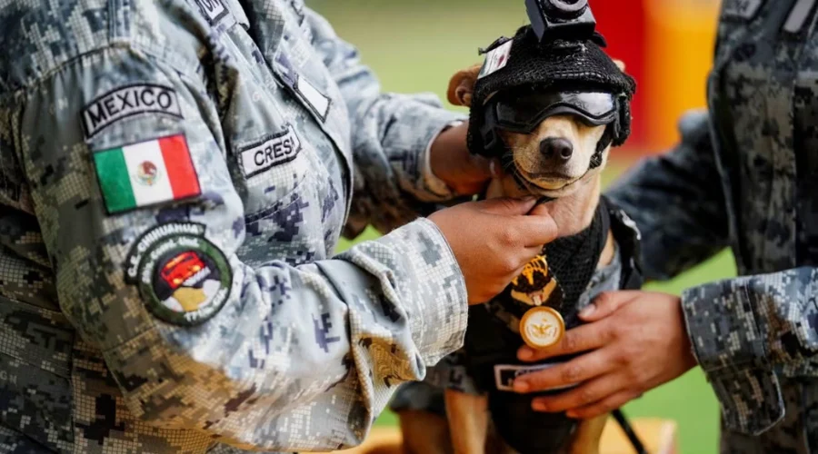 comando-el-nuevo-integrante-guardia-nacional