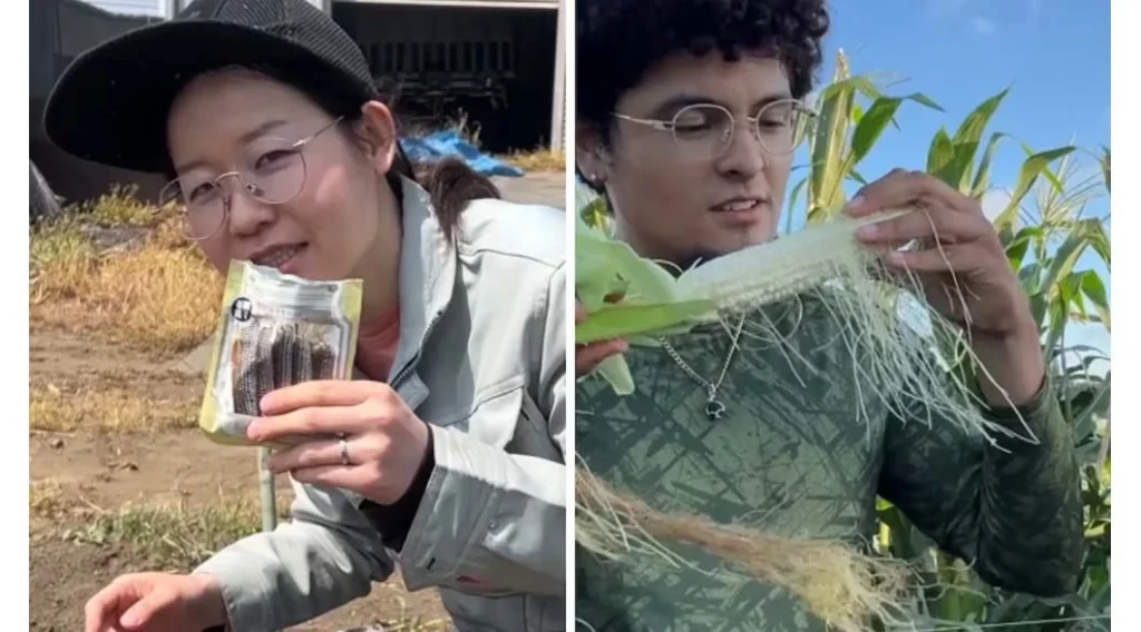 Creadora de contenido cultiva maíz para hacer tortillas en Japón 1 creadora de maiz reconocimiento 22