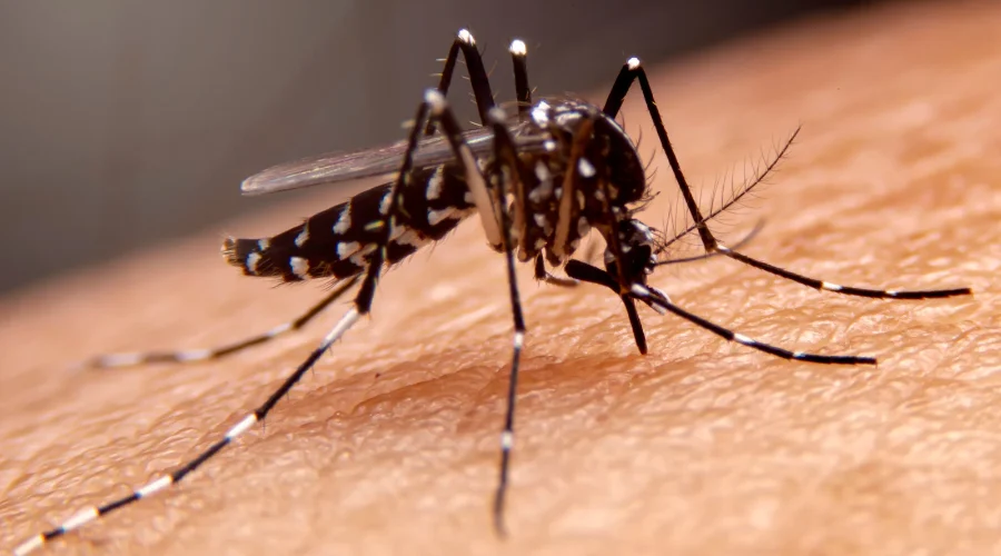 Continúan fumigaciones para combatir al dengue en Reynosa 1 realiza labores de fumigación para prevenir el dengue en Reynosa.