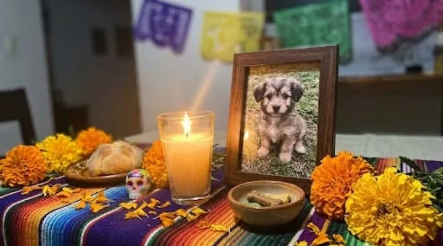 dia-de-las-mascotas-fallecidas-reynosa