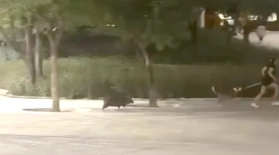 familia-de-pecaries-guadalupe Joven es perseguida por una familia de pecaríes en un parque de Guadalupe Nuevo León