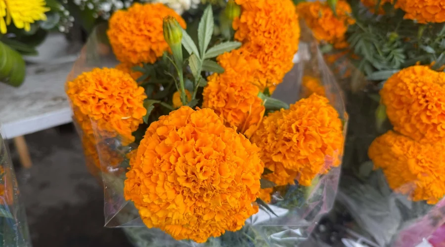 flor-de-cempasuchil-reynosa