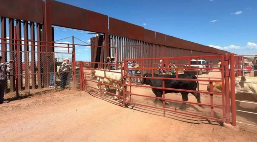 ganado-alerta-frontera-eu Inspección de ganado mexicano en la frontera con Estados Unidos por alerta sanitaria.