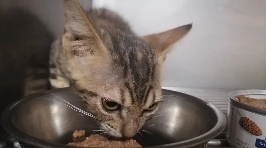 gatos-adultos-en-reynosa La adopción de gatos, particularmente de aquellos que son adultos, continúa siendo uno de los principales retos para los refugios de animales, debido a que suelen tener mayores dificultades para encontrar una familia que les brinde un hogar permanente.