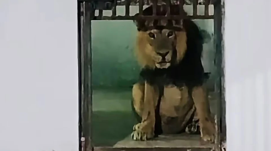 leon-africano-bartolina-matamoros El león africano rescatado en el ejido La Bartolina recibe atención médica en Ecopark Matamoros