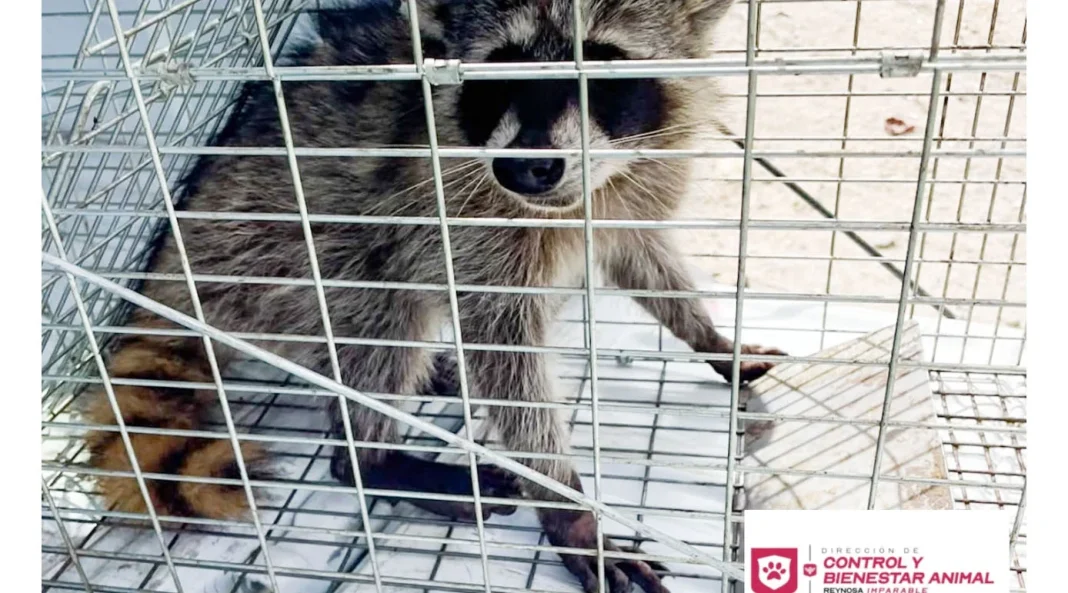 liberan-mapache-reynosa Personal de Bienestar Animal muestra a mapache en proceso de liberación en su hábitat natural en Reynosa