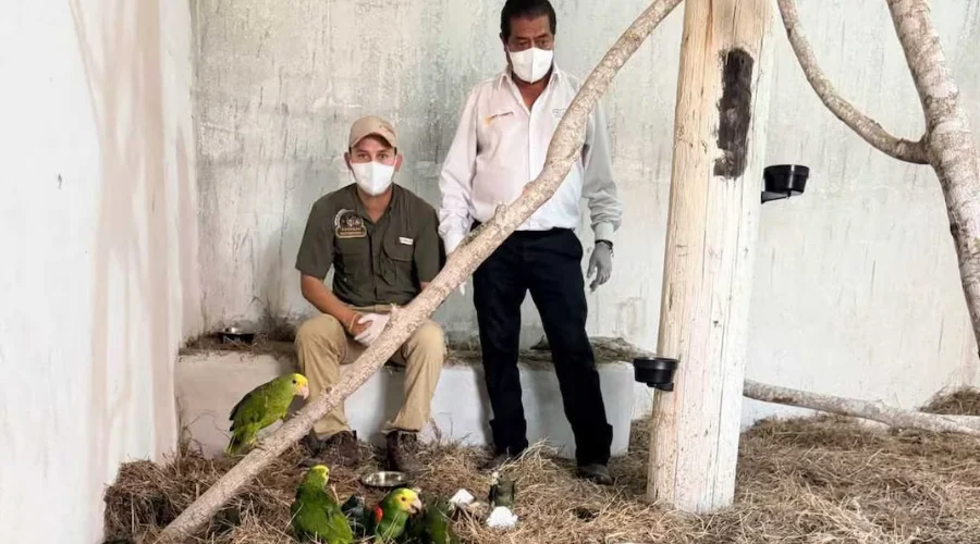 loros-decomisan-26-texas Exposición de loros repatriados a México tras decomiso en Texas.