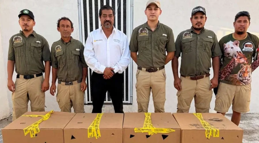 Decomisan 26 loros que eran transportados de manera ilegal en Texas 1 Exposición de loros repatriados a México tras decomiso en Texas.