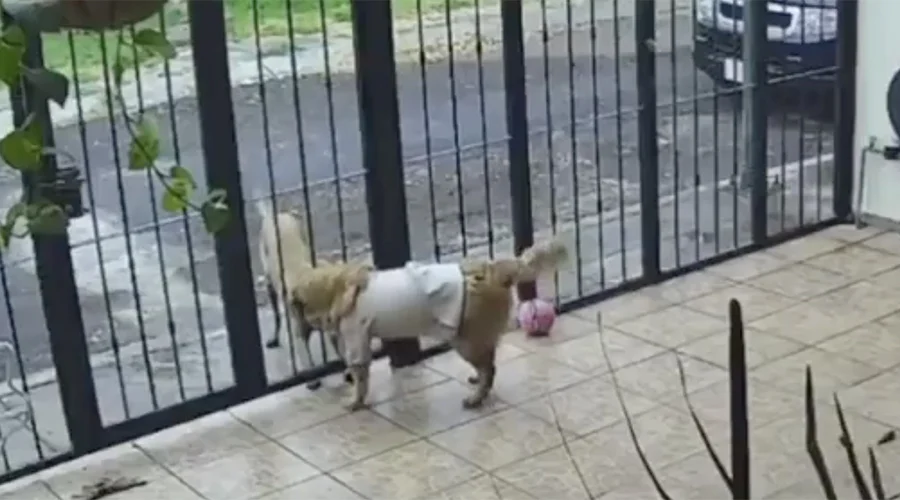 perro-callejero-se-lleva-ropita Cámara de seguridad capta a un perro callejero jugando con un perro Golden