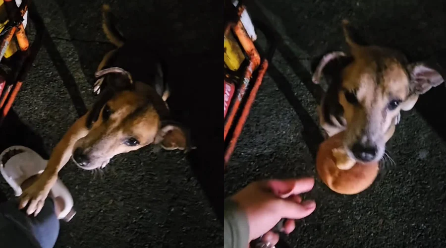 perros-callejeros-consiguen-pan-con-una-tierna-mirada Mientras una joven compraba pan en un puesto, unos perritos de la calle se acercaron para pedirle que compartiera una pieza.