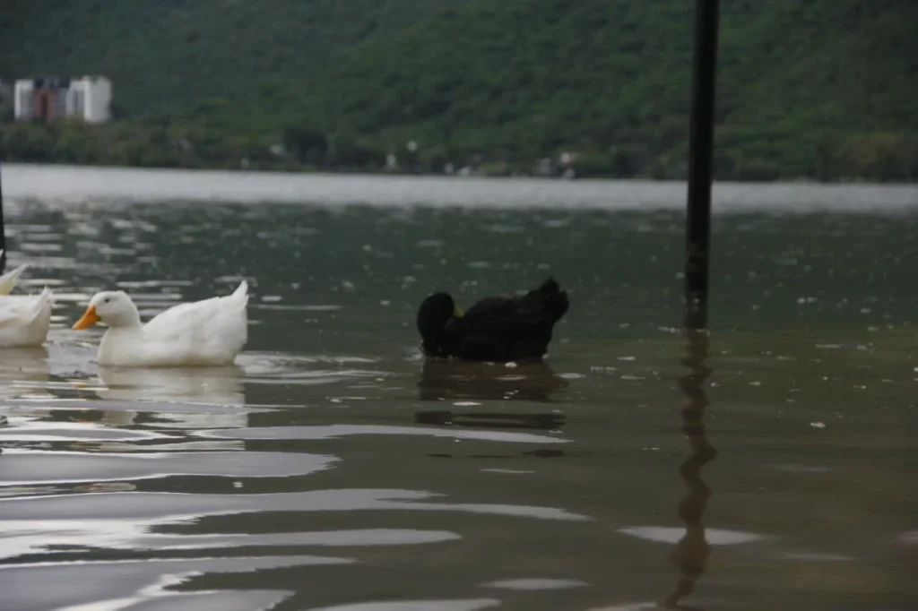 Presa La Boca está "al tope" por recientes lluvias (FOTOGALERÍA) 2 presa la boca lluvias 4